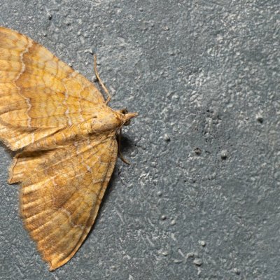 Camptogramma bilineatum (píďalka kopřivová), Kývalka