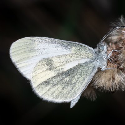 Leptidea juvernica/sinapis (bělásek luční/hrachorový), Lanžhot