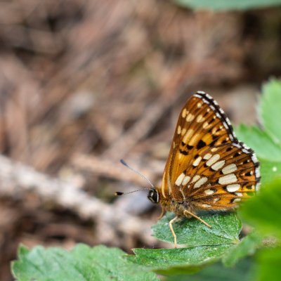 Hamearis lucina (pestrobarvec petrklíčový), Čebínský kopec