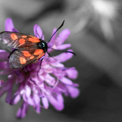 Zygaena viciae (vřetenuška komonicová), PP Augšperský potok
