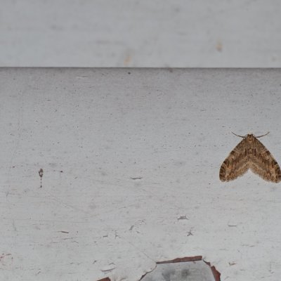 Trichopteryx polycommata (šedokřídlec ptačízobový), Prlov