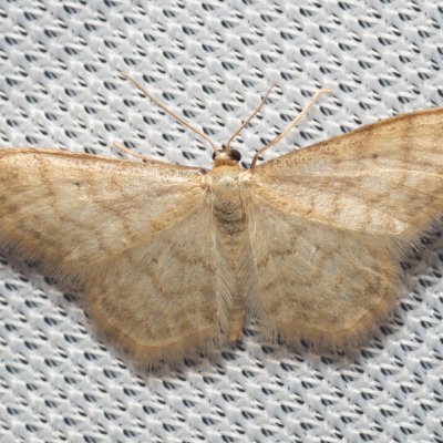 Idaea dilutaria (žlutokřídlec mechový), PR Turold