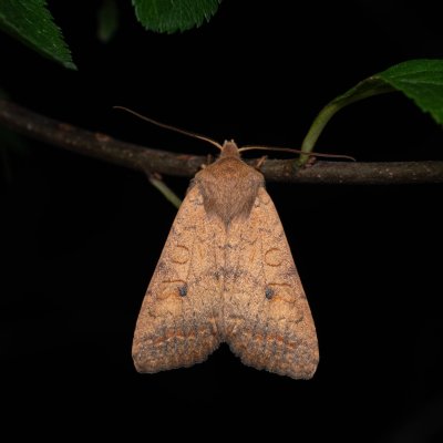 Agrochola circellaris (polnice jívová), Hády - odkaliště