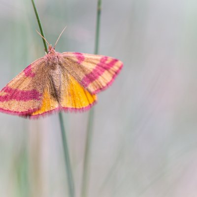 Lythria cruentaria (rudopásník menší), PR Biskoupský kopec