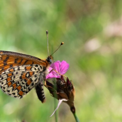 Melitaea trivia (hnědásek jižní), PR Svatý kopeček