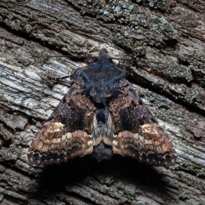 Euplexia lucipara (blýskavka ostružiníková), PP Střelický les