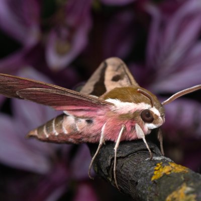 Hyles euphorbiae (lišaj pryšcový), NPP Na Adamcích
