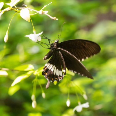 Papilio polytes (-), TH, Phanom