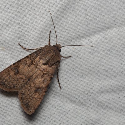 Agrotis segetum (osenice polní), PP Milovická stráň