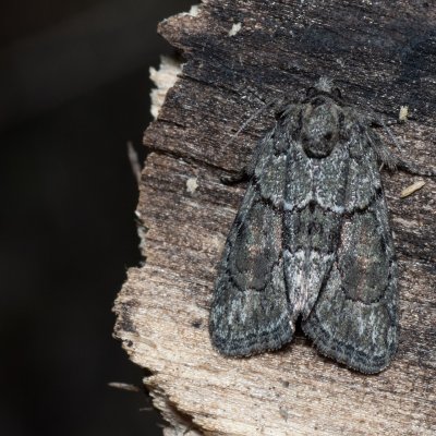 Cryphia fraudatricula (šípověnka černá), Hády - lesní lom