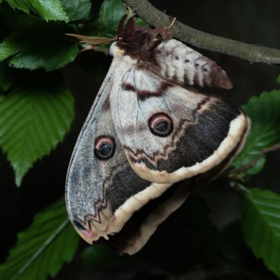 Saturnia pyri (martináč hrušňový), Augšperský potok
