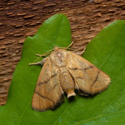 Apoda limacodes (slimákovec dubový), PP Černice