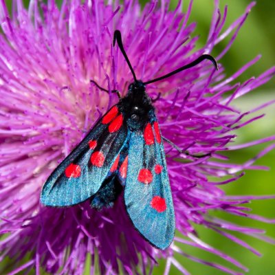 Zygaena lonicerae (vřetenuška pětitečná), SK, Štôla