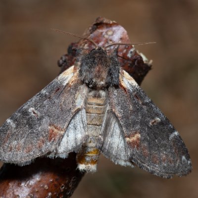 Notodonta dromedarius (hřbetozubec březový), Devět křížů