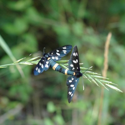 Amata phegea (běloskvrnáč pampeliškový), Vranov nad Dyjí