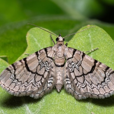 Eupithecia venosata (píďalička knotovková), PP Střelický les