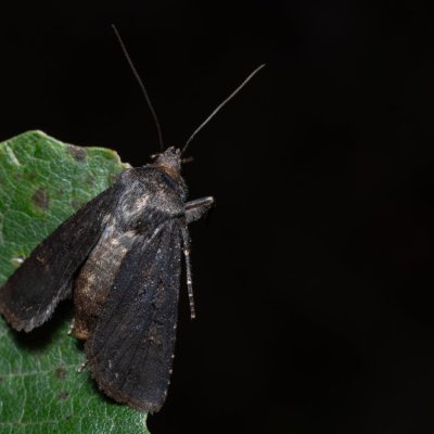 Euxoa nigricans (osenice černavá), pískovna u Mušlova