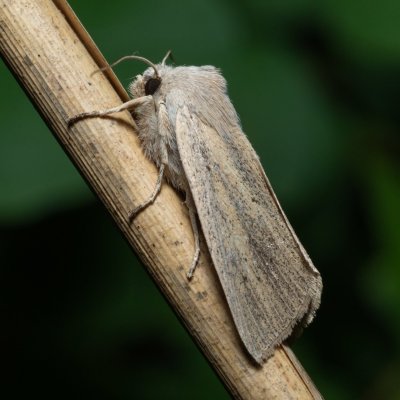 Rhizedra lutosa (rákosnice velká), PP Střelická bažinka