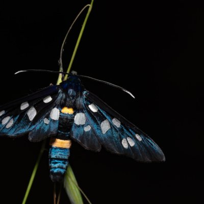 Amata marjana (-), HR, Jablanac