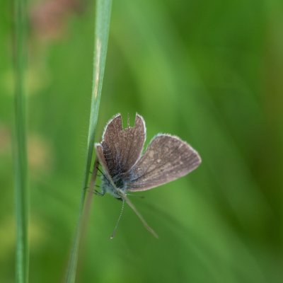 Cupido minimus (modrásek nejmenší), Hády