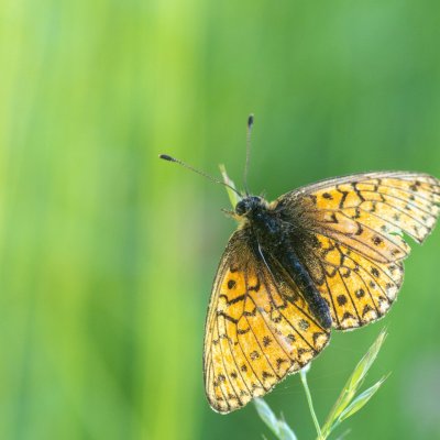 Boloria eunomia (perleťovec mokřadní), Pohoří na Šumavě