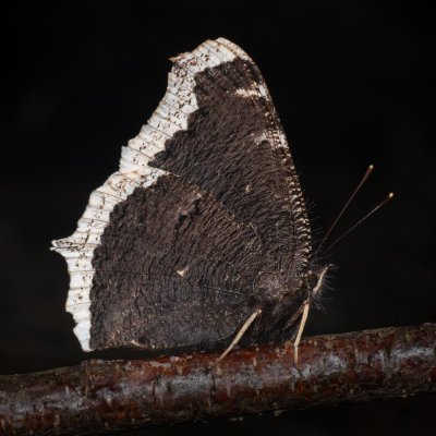 Nymphalis antiopa (babočka osiková), PR Pavlovské mokřady