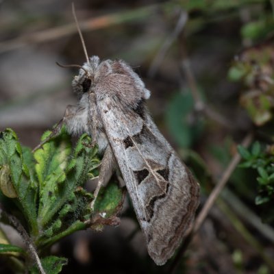 Episema tersa (jasnobarvec východní), NPP Na Adamcích