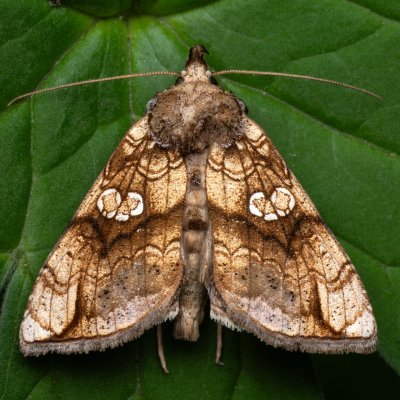 Polychrysia moneta (kovolesklec omějový), NPR Děvín