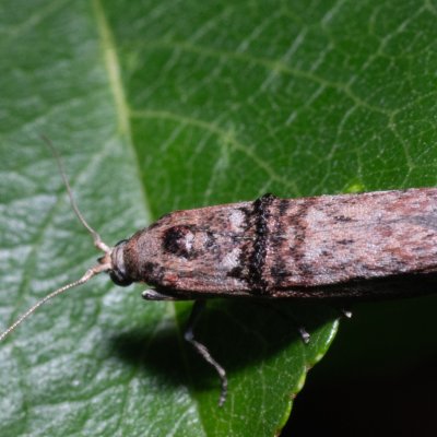 , PR Svatý kopeček