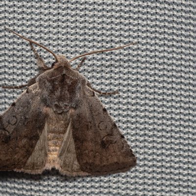 Cerastis rubricosa (osenice jarní), PP Na cvičišti