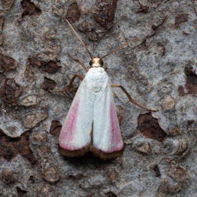 Eurhodope rosella (zavíječ zardělý), PP Kamenný vrch u Kurdějova