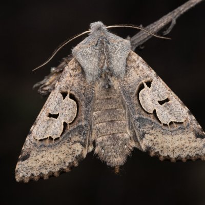 Perigrapha i-cinctum (můra ozdobná), PP Člupy