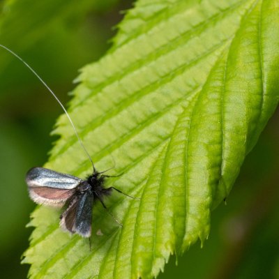 Adela reaumurella (adéla zelená), Podkomorská myslivna