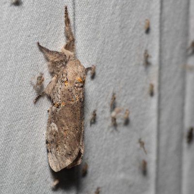 Dicallomera fascelina (štětconoš jetelový), PP Na cvičišti