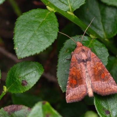 Amphipoea lucens (travařka rašeliništní), NPR Radostínské rašeliniště