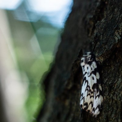 Lymantria monacha (bekyně mniška), Velký Javorník