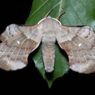 Laothoe populi (lišaj topolový), Devět křížů