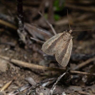 Archanara dissoluta (rákosnice běloskvrnná), Hády - Ruženin lom