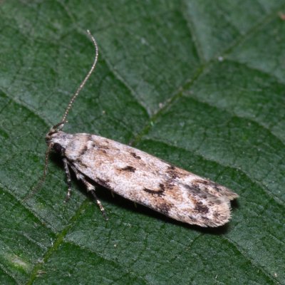 Caryocolum kroesmanniella (-), Lysá hora u Ochozu