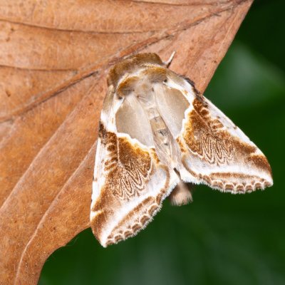 Habrosyne pyritoides (můřice bělopásná), NS Bučín