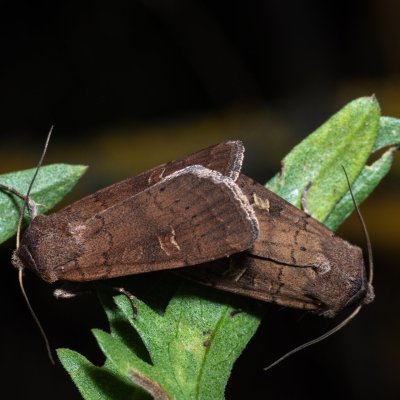 Xestia xanthographa (osenice žlutoskvrnná), Hády - odkaliště