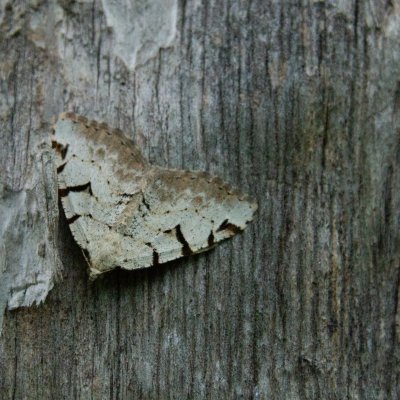 Macaria wauaria (kropenatec rybízový), SK, Belianské Tatry