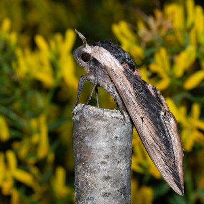 Sphinx ligustri (lišaj šeříkový), Hády - lesní lom