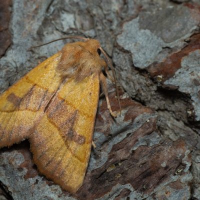 Atethmia centrago (zlatokřídlec jasanový), Hornek