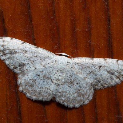 Scopula submutata (-), HR, Jablanac