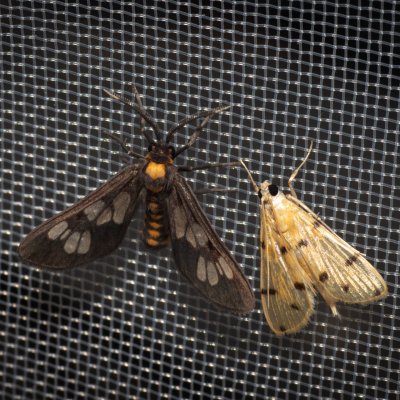 Eressa sp., TH, Khao Sok