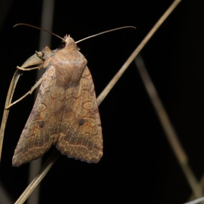 Agrochola circellaris (polnice jívová), Žebětín