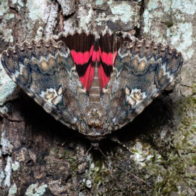 Catocala sponsa (stužkonoska dubová), Žebětín