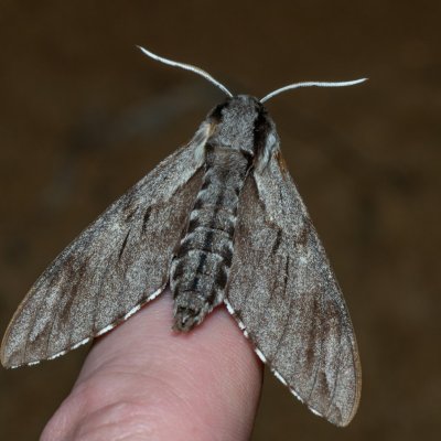 Sphinx pinastri (lišaj borový), Žebětín