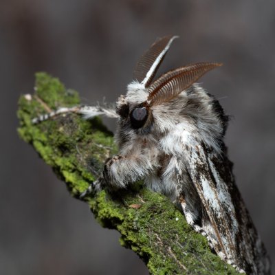 Calliteara abietis (štětconoš smrkový), NPR Radostínské rašeliniště
